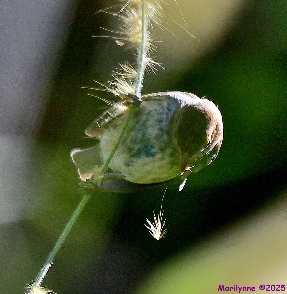 DSC_9553_001.JPG
