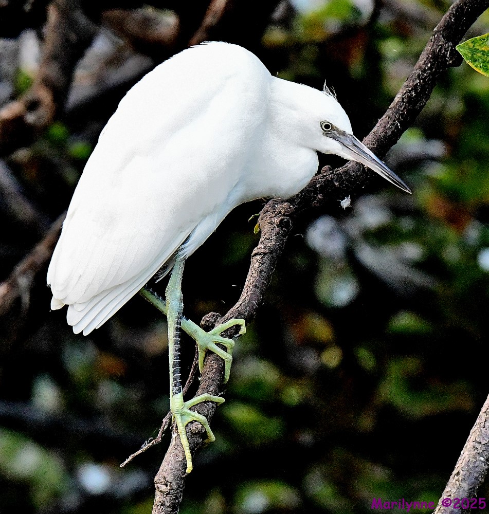 DSC_9553_001.JPG