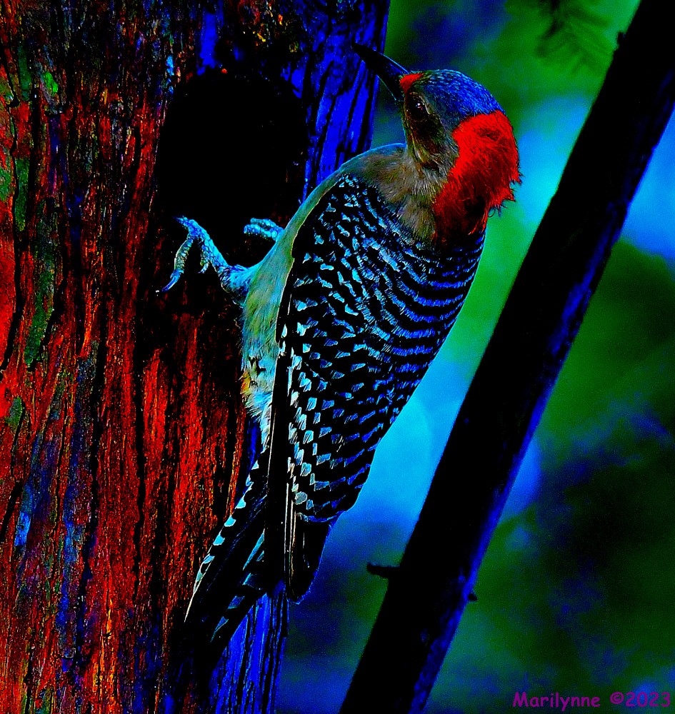 DSC_9556_001.JPG