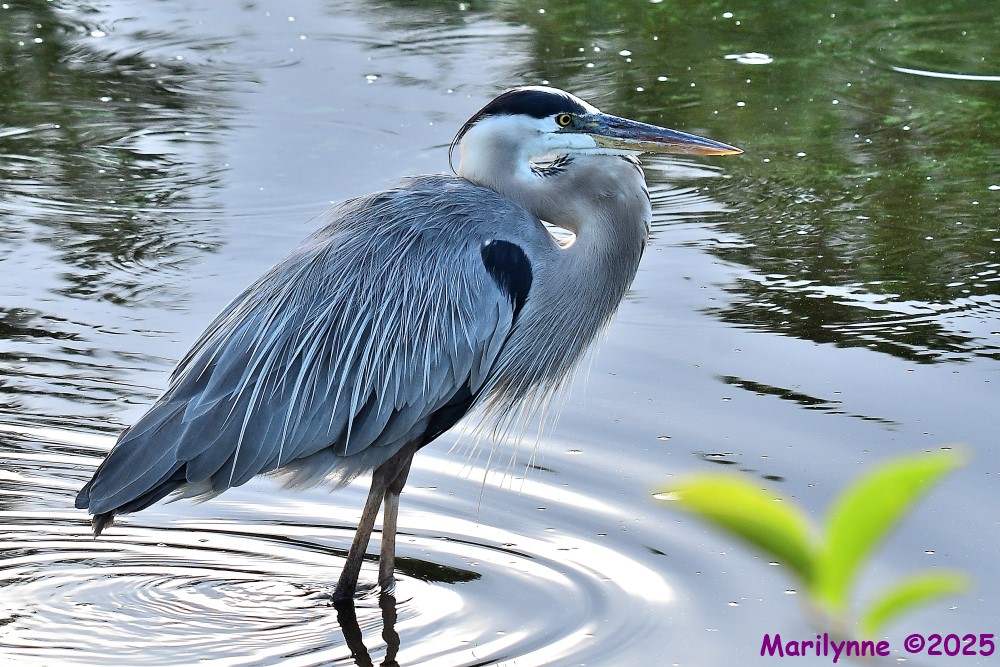 DSC_9556_001.JPG