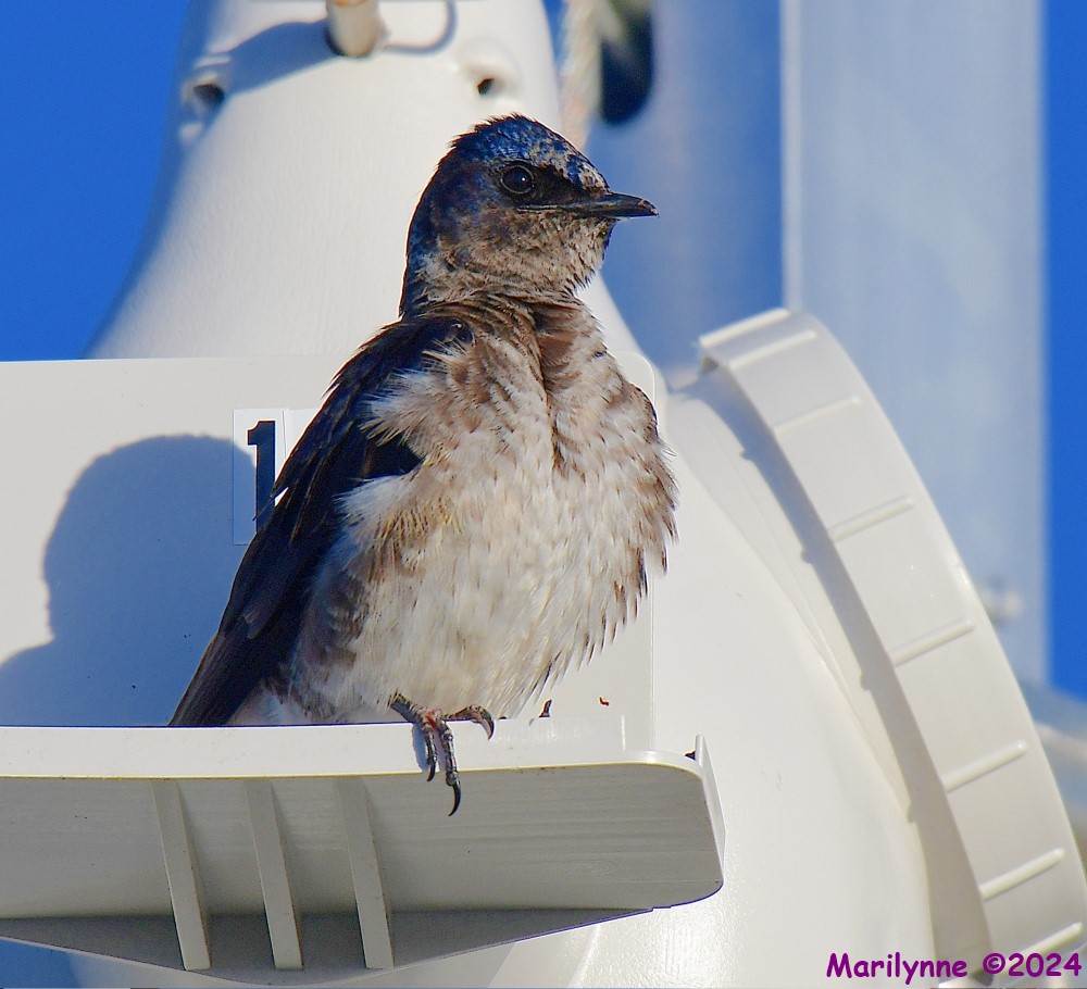 DSC_9557_001.JPG