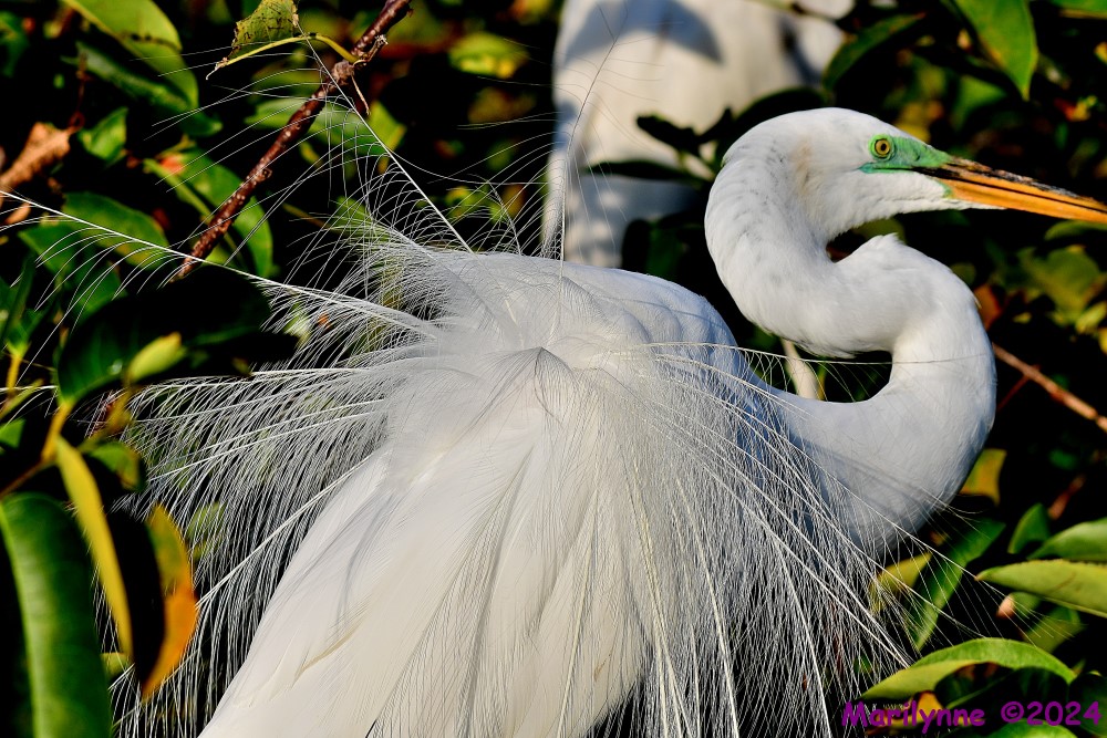 DSC_9557_001.JPG