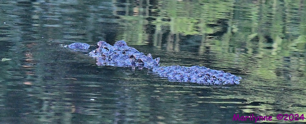 DSC_9557_001.JPG