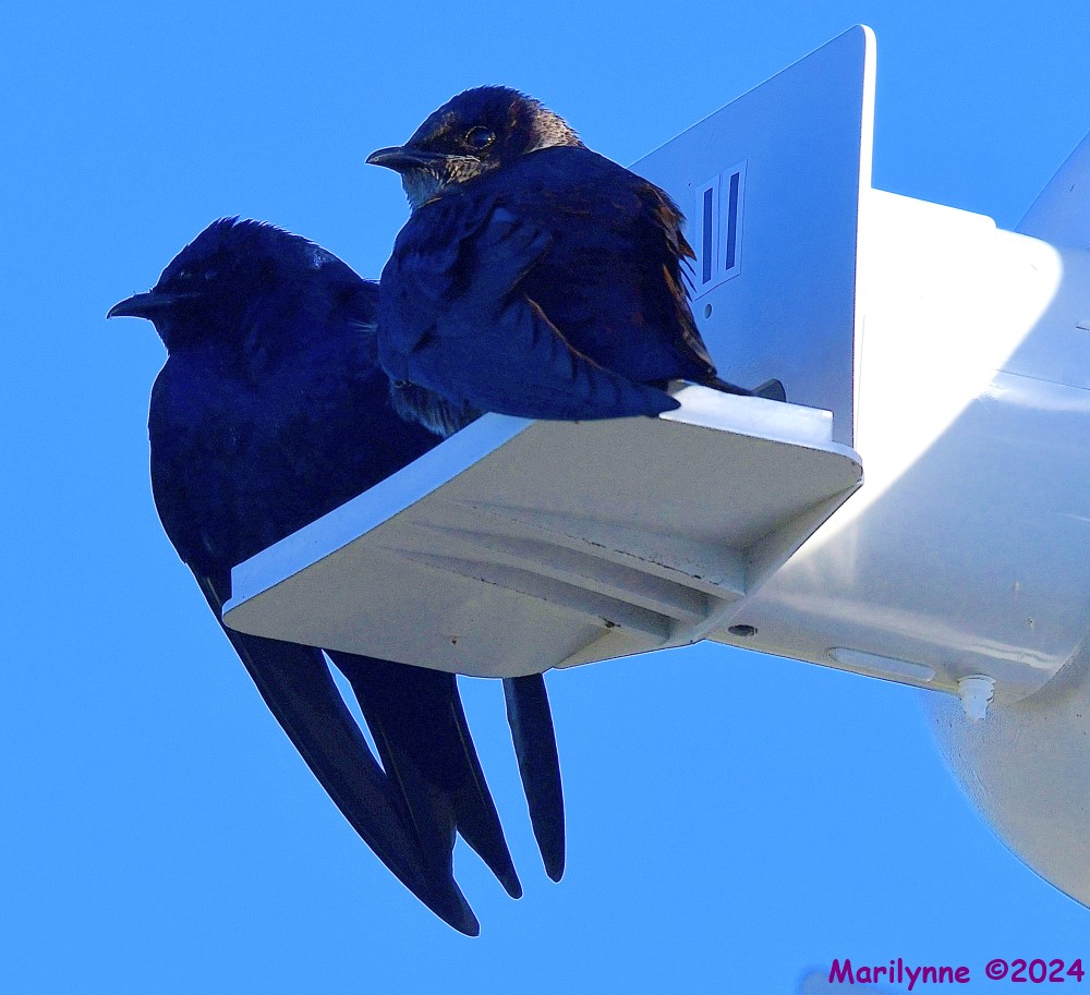 DSC_9558_001.JPG