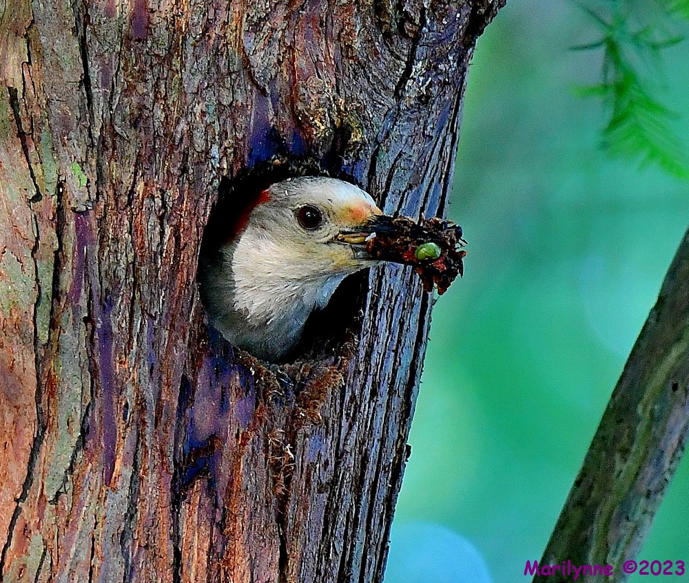 DSC_9559_001.JPG