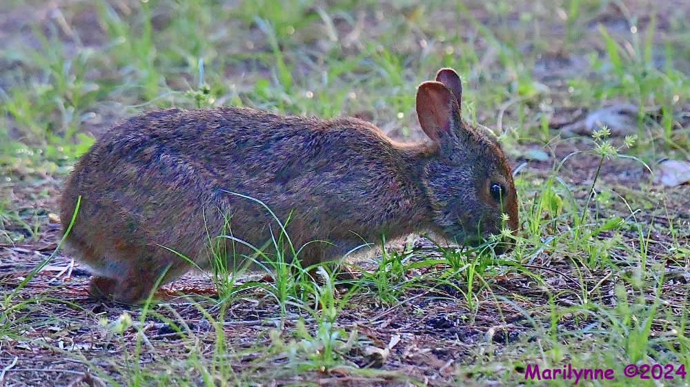 DSC_9560_001.JPG
