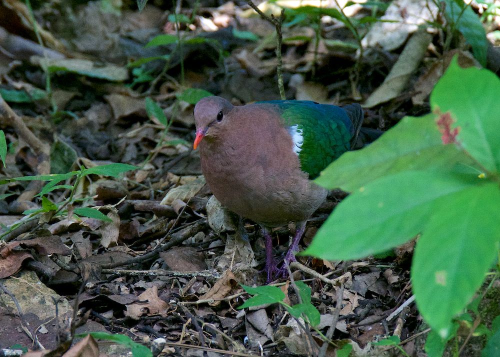 DSC_9561.jpg