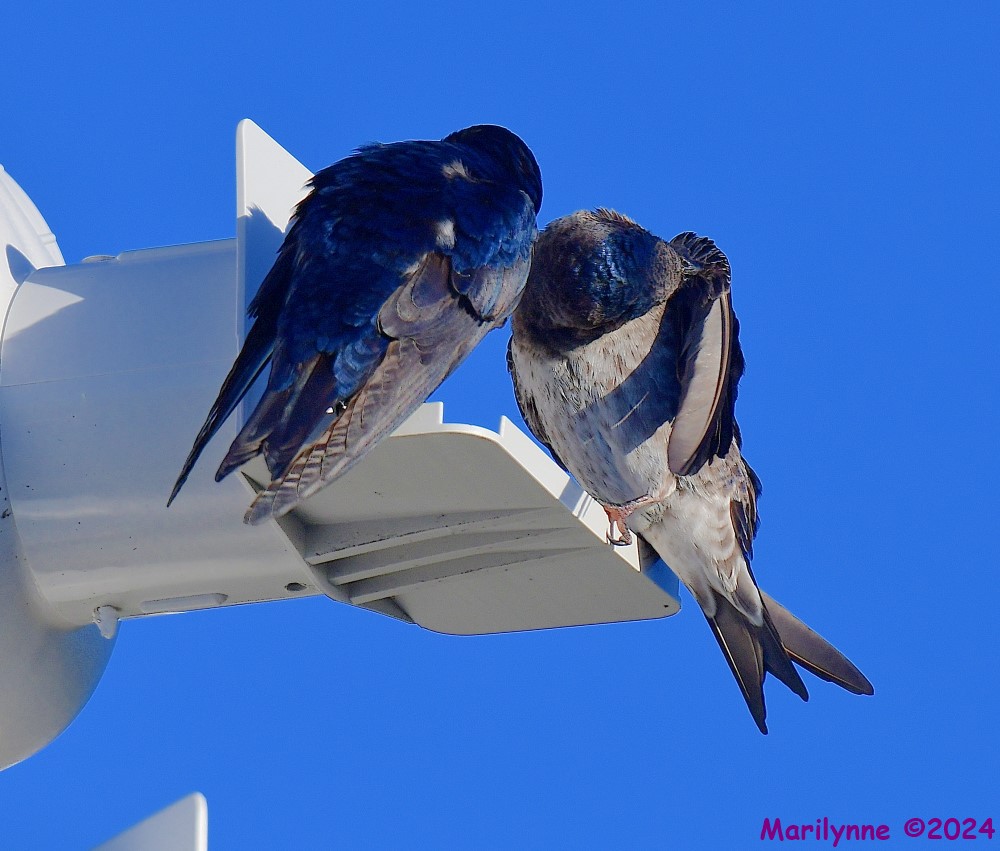 DSC_9561_001.JPG
