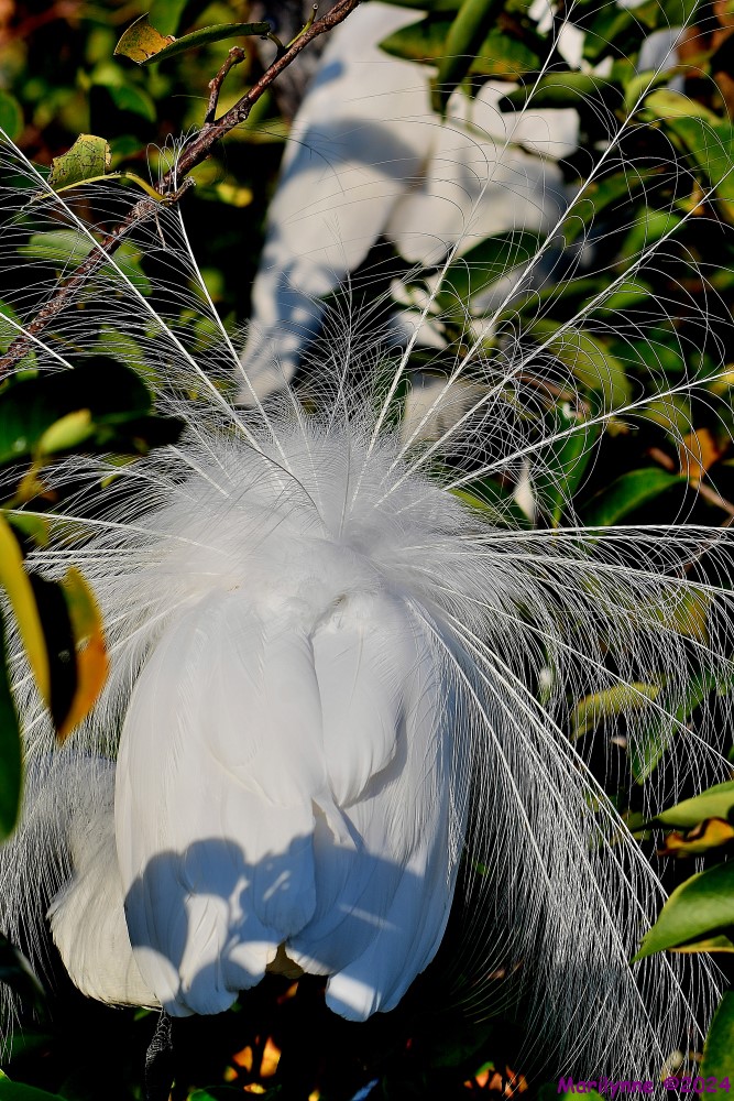 DSC_9561_001.JPG