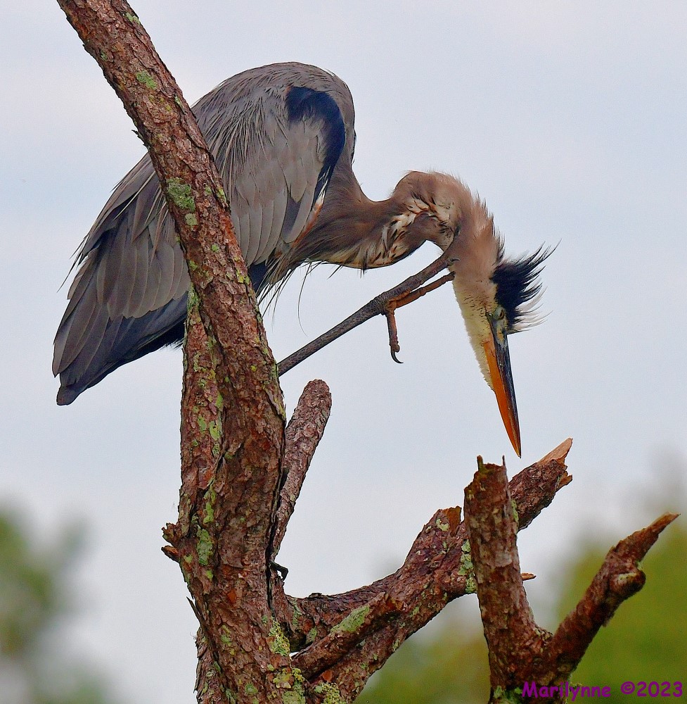 DSC_9562_001.JPG