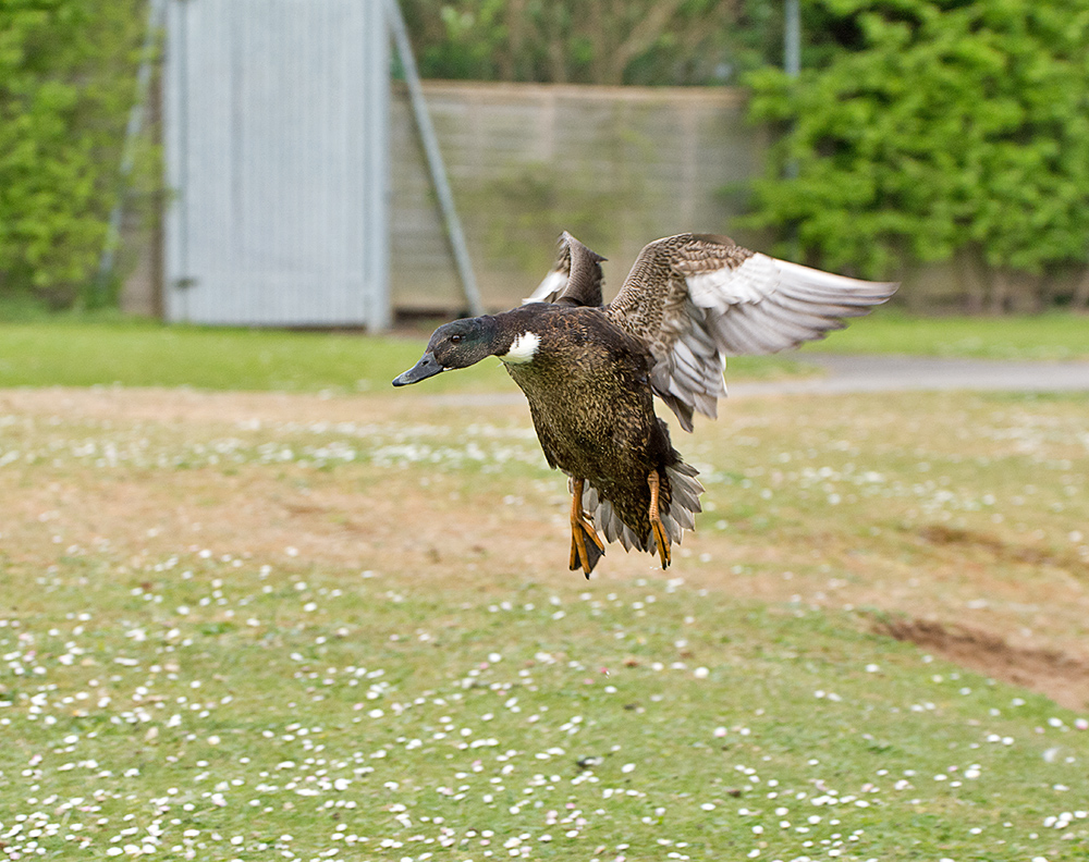 DSC_9563.jpg