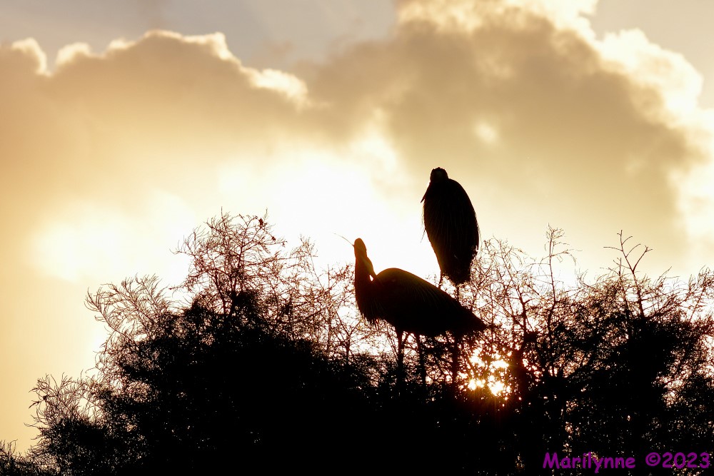 DSC_9563_001.JPG