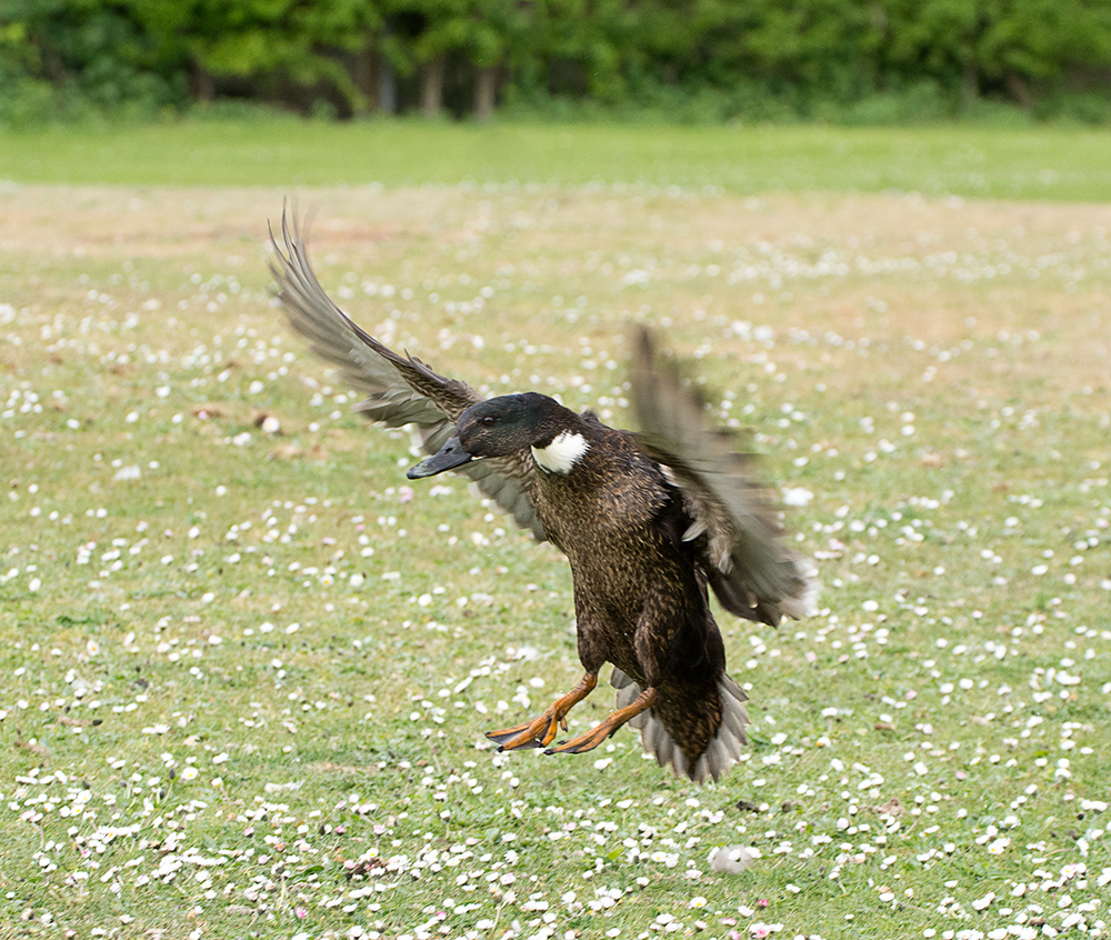 DSC_9564.jpg