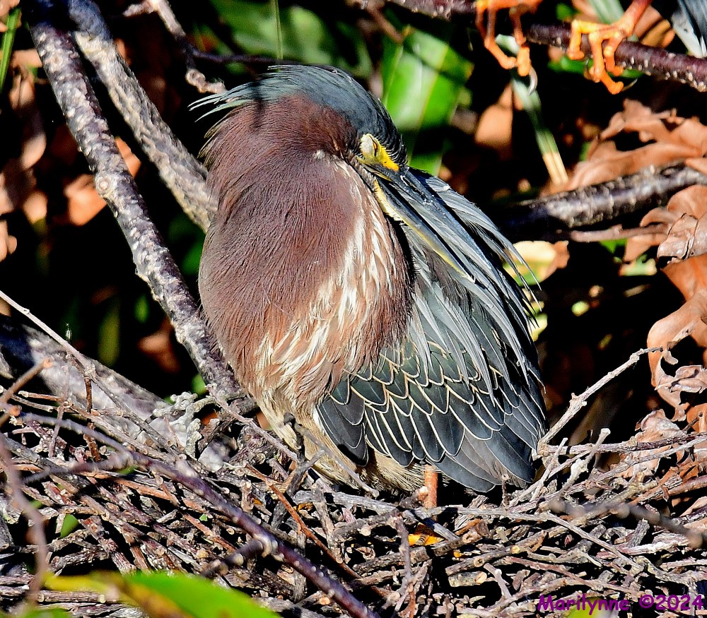 DSC_9564_001.JPG