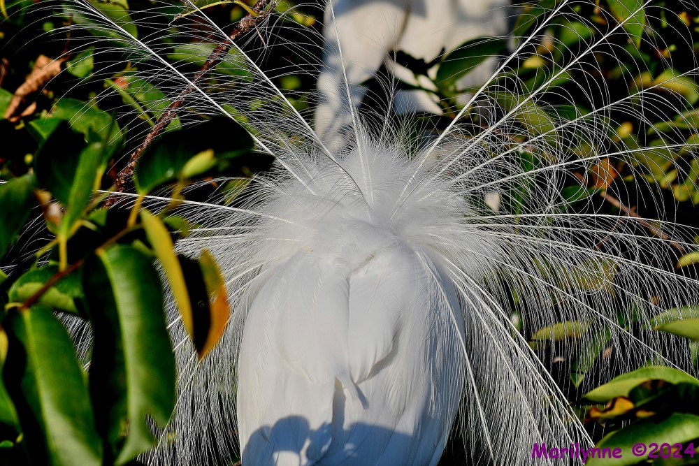 DSC_9564_001.JPG