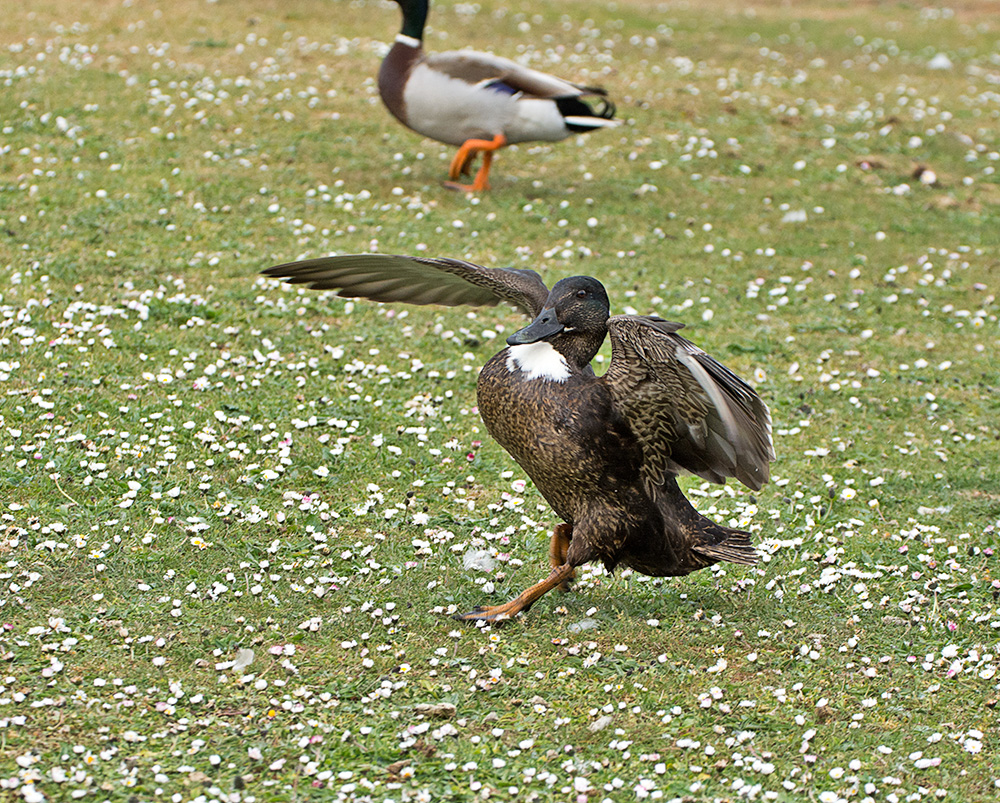 DSC_9565.jpg