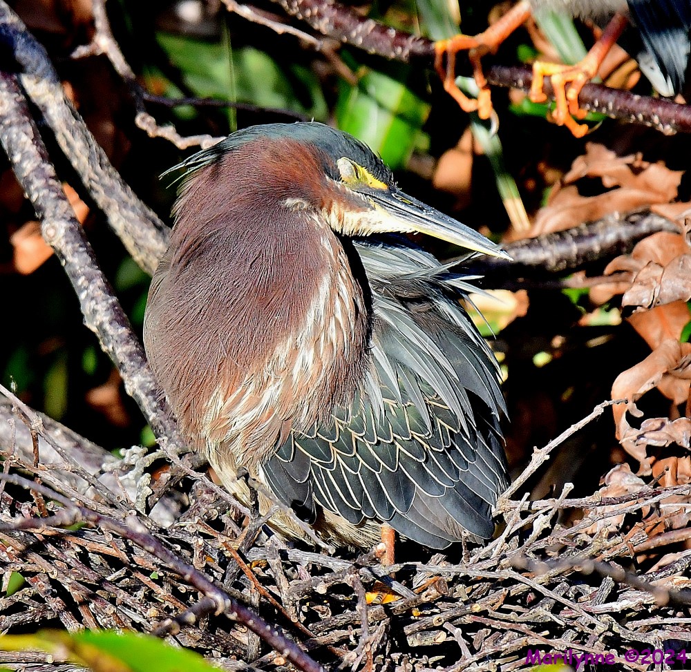 DSC_9566_001.JPG
