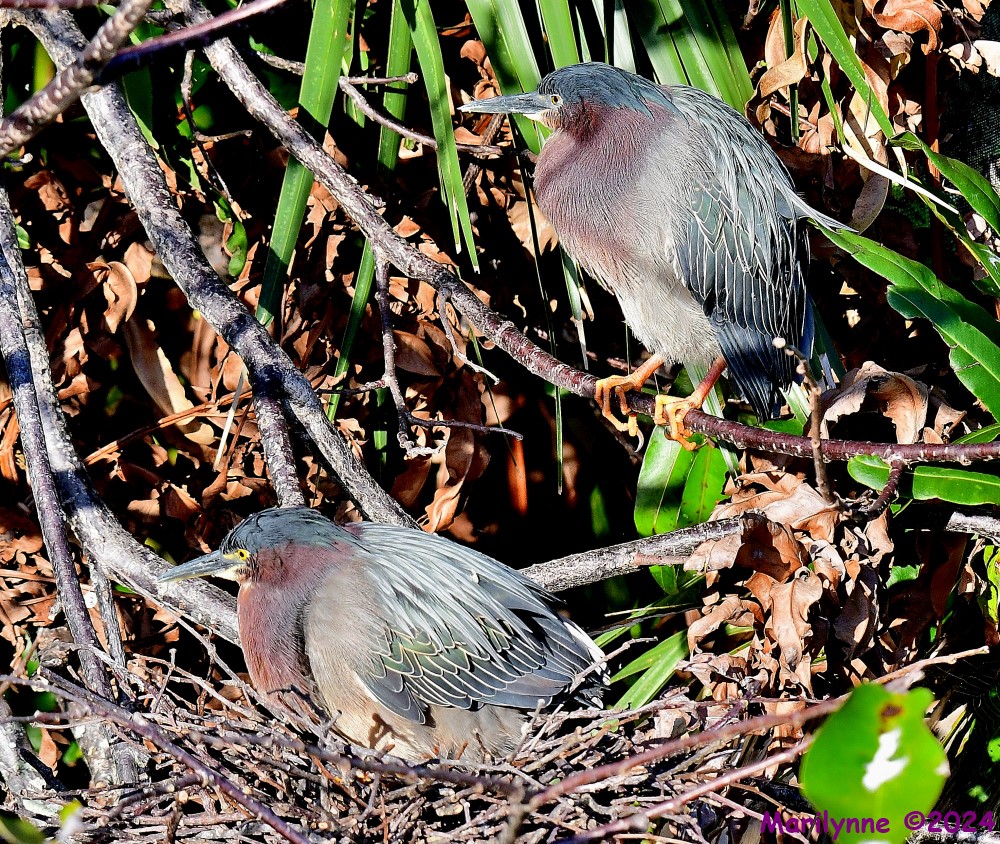 DSC_9567_001.JPG