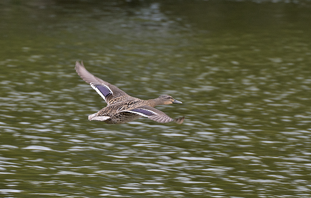 DSC_9568.jpg
