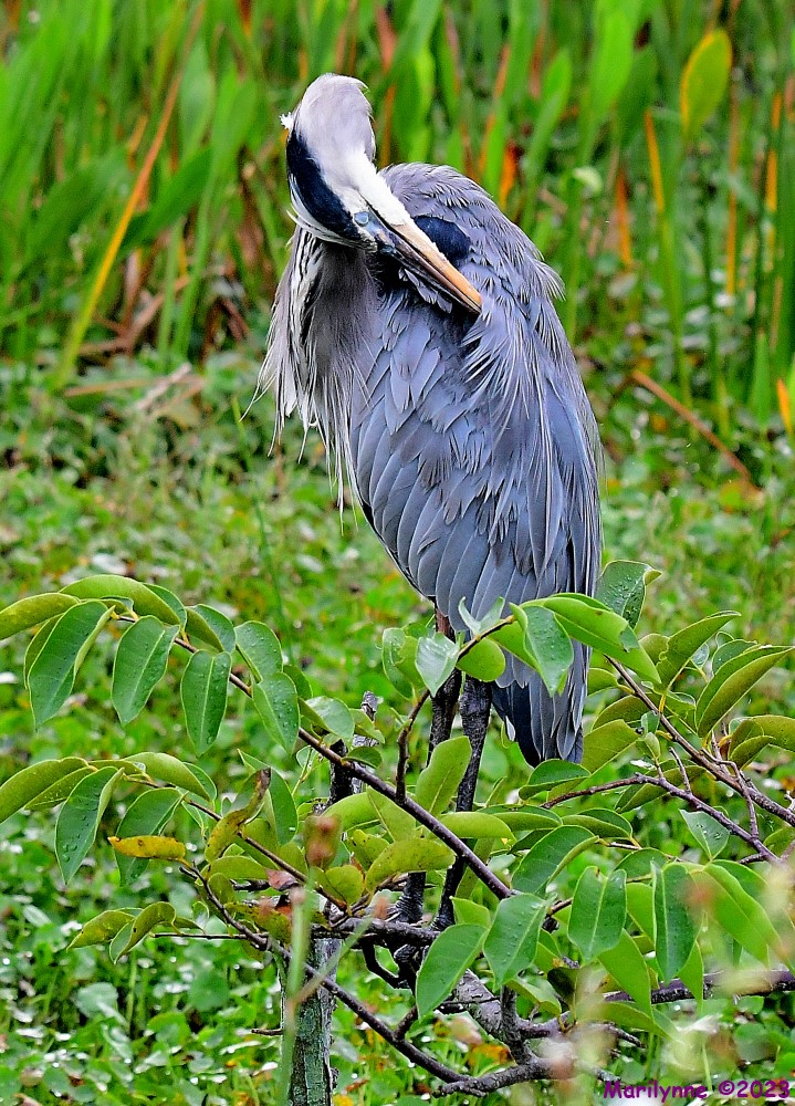 DSC_9569_001.JPG