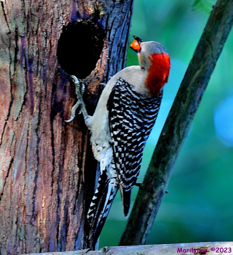 DSC_9570_001.JPG