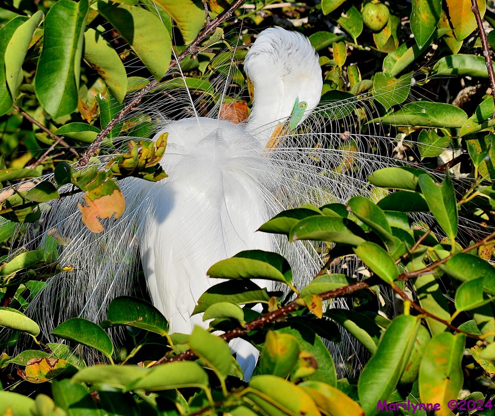 DSC_9570_001.JPG