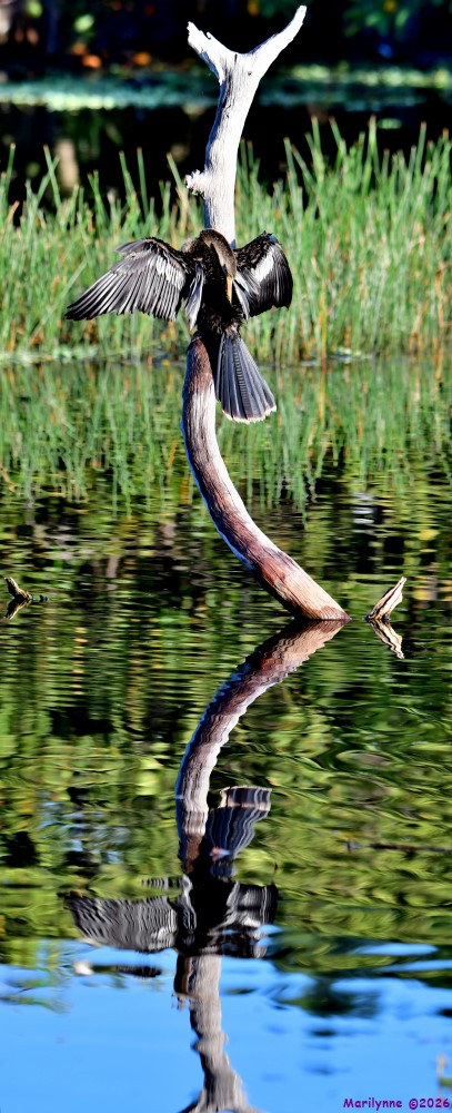 DSC_9570_stitch5_001.JPG