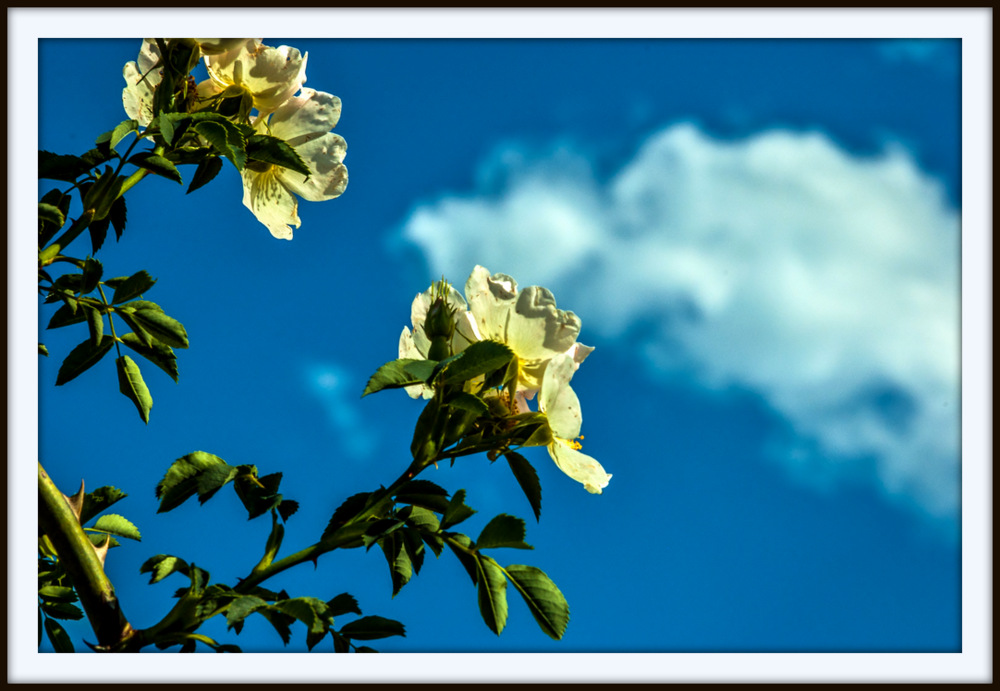 DSC_9572.jpg