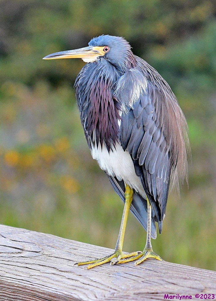 DSC_9572_001.JPG