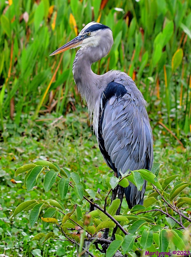 DSC_9573_001.JPG
