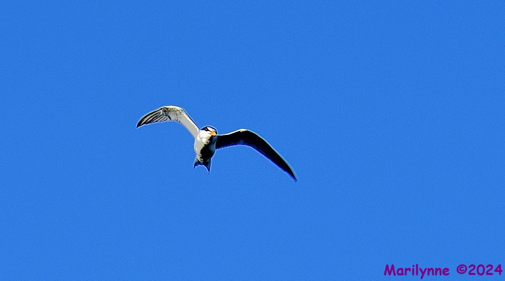 DSC_9573_001.JPG