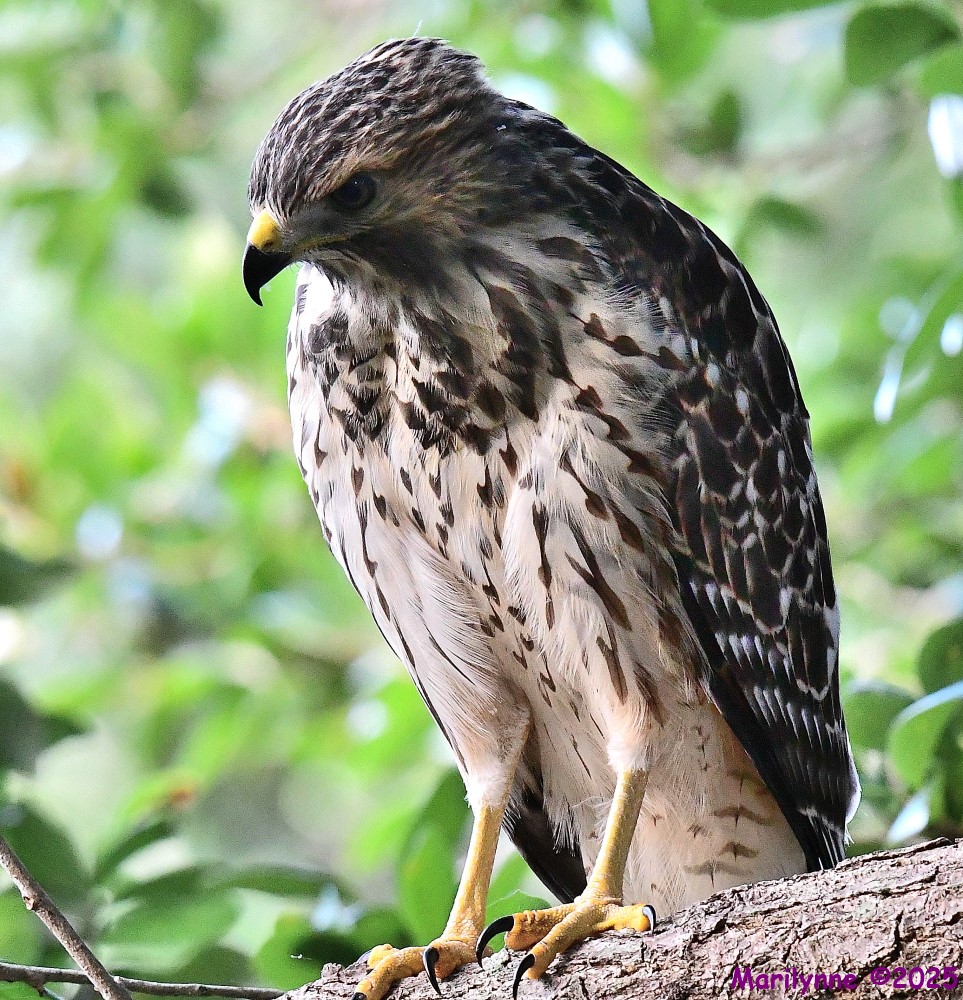 DSC_9575_001.JPG