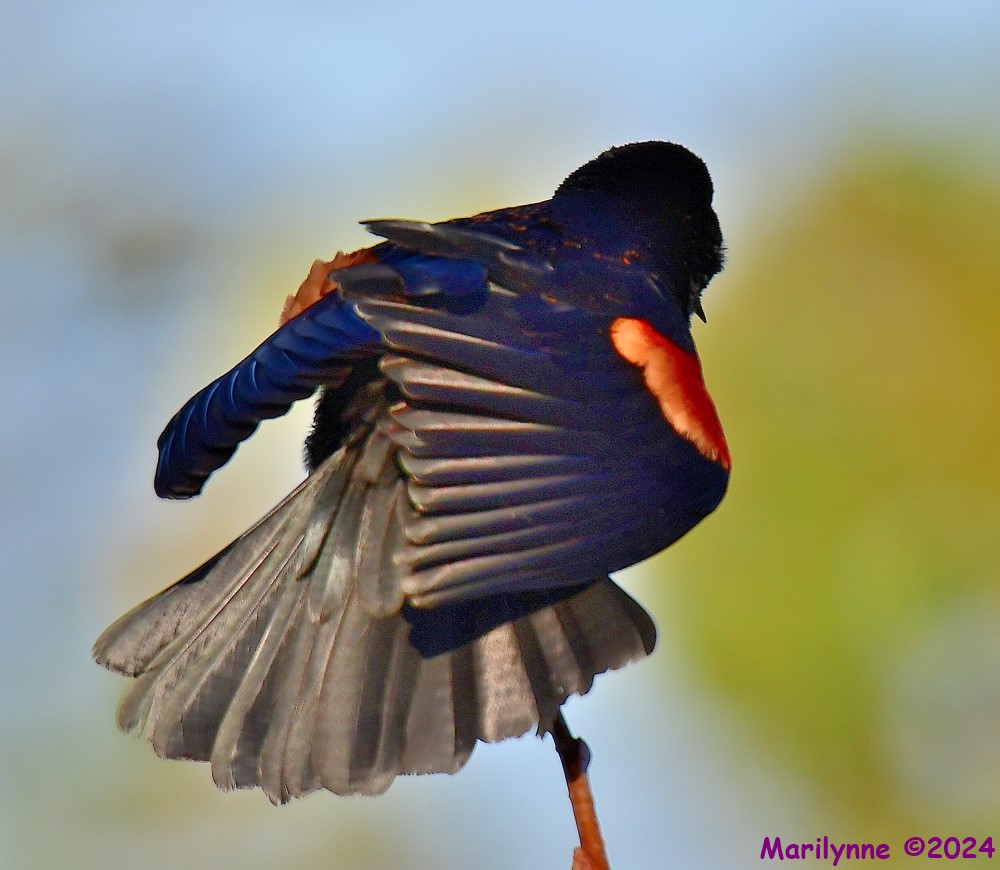 DSC_9576_001.JPG