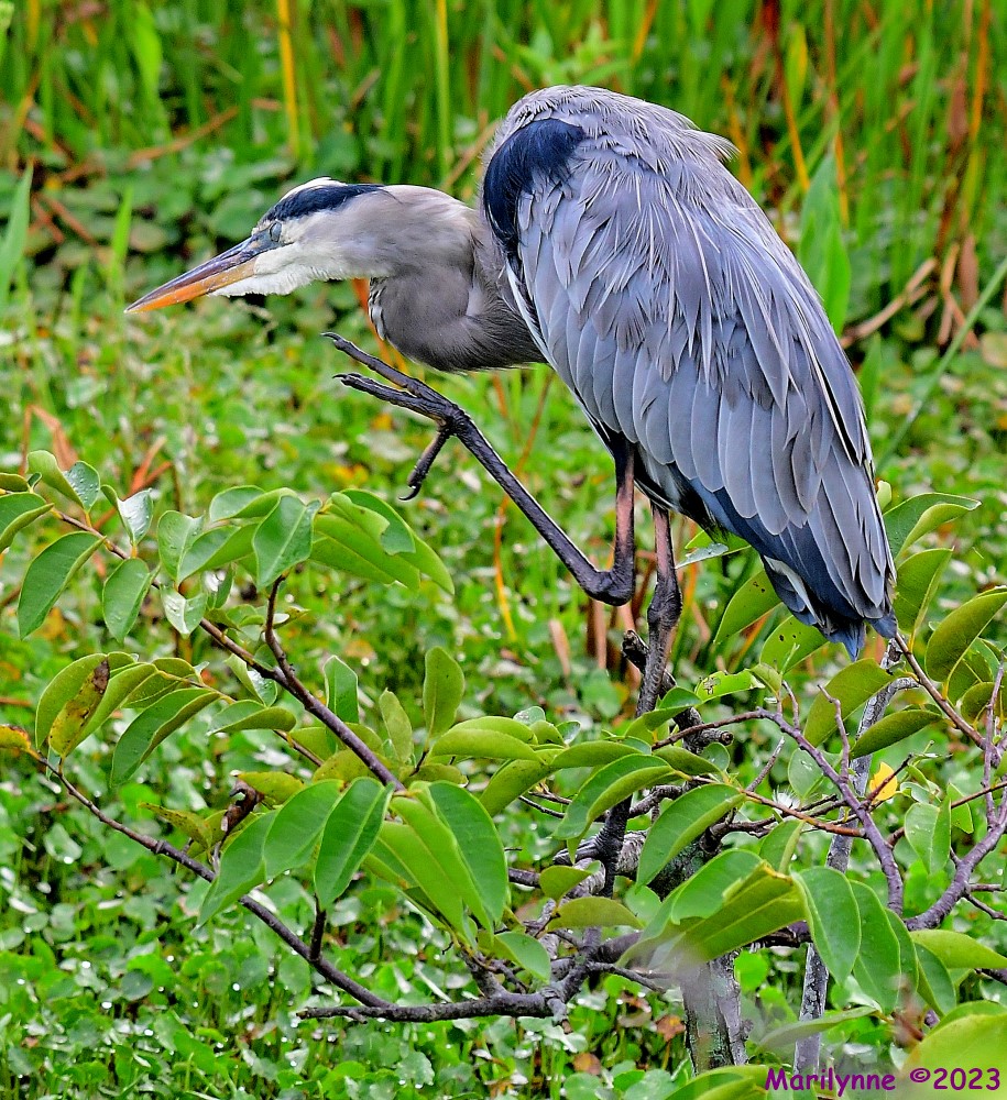 DSC_9577_001.JPG