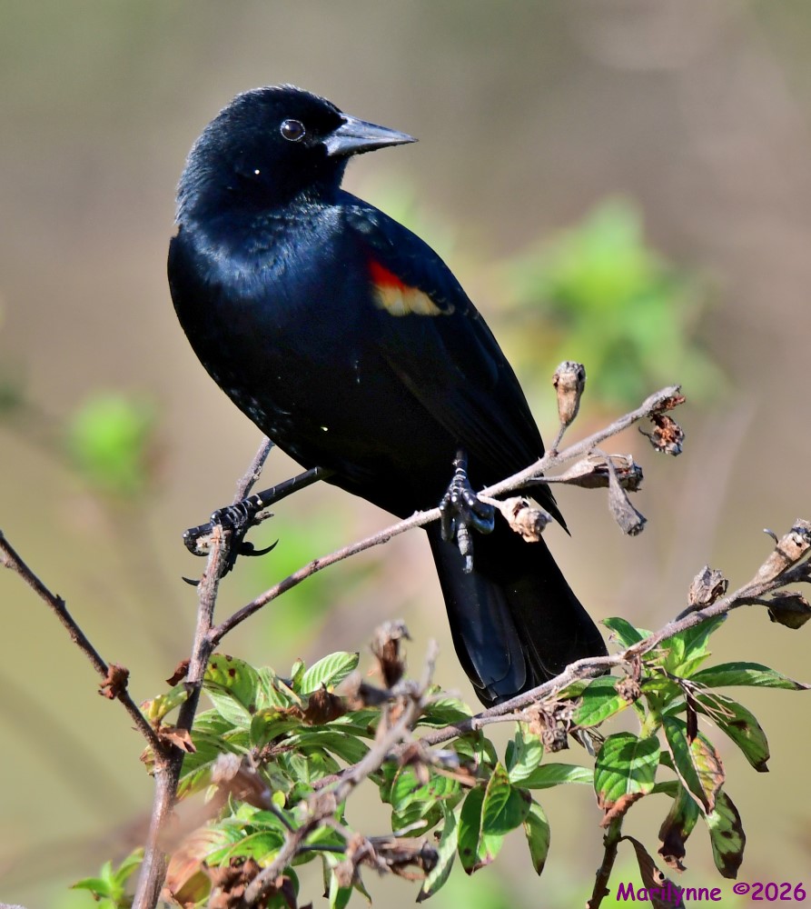 DSC_9578_001.JPG
