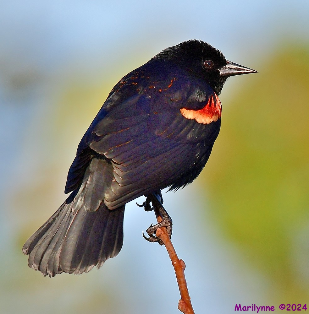 DSC_9580_001.JPG