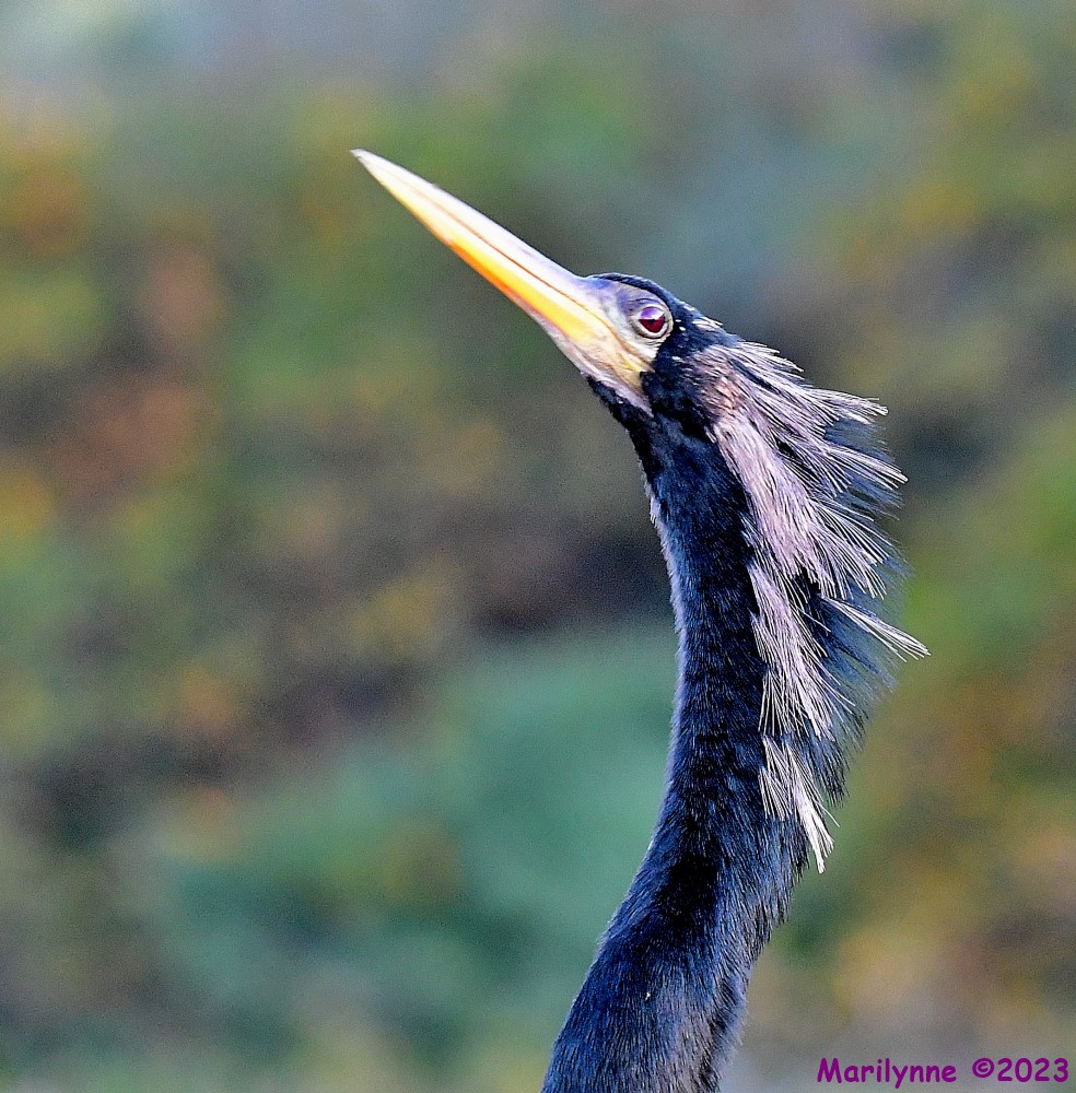 DSC_9585_001.JPG