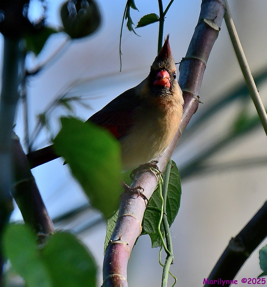 DSC_9585_001.JPG