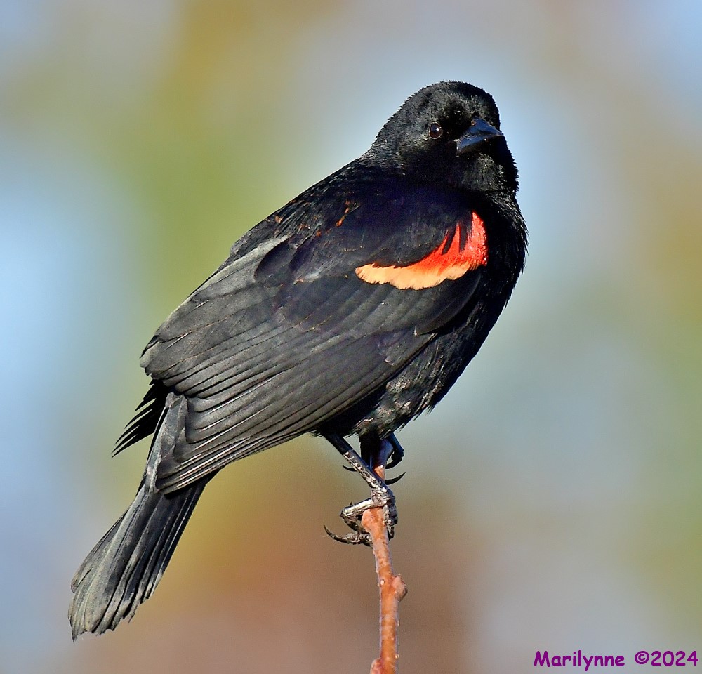 DSC_9586_001.JPG