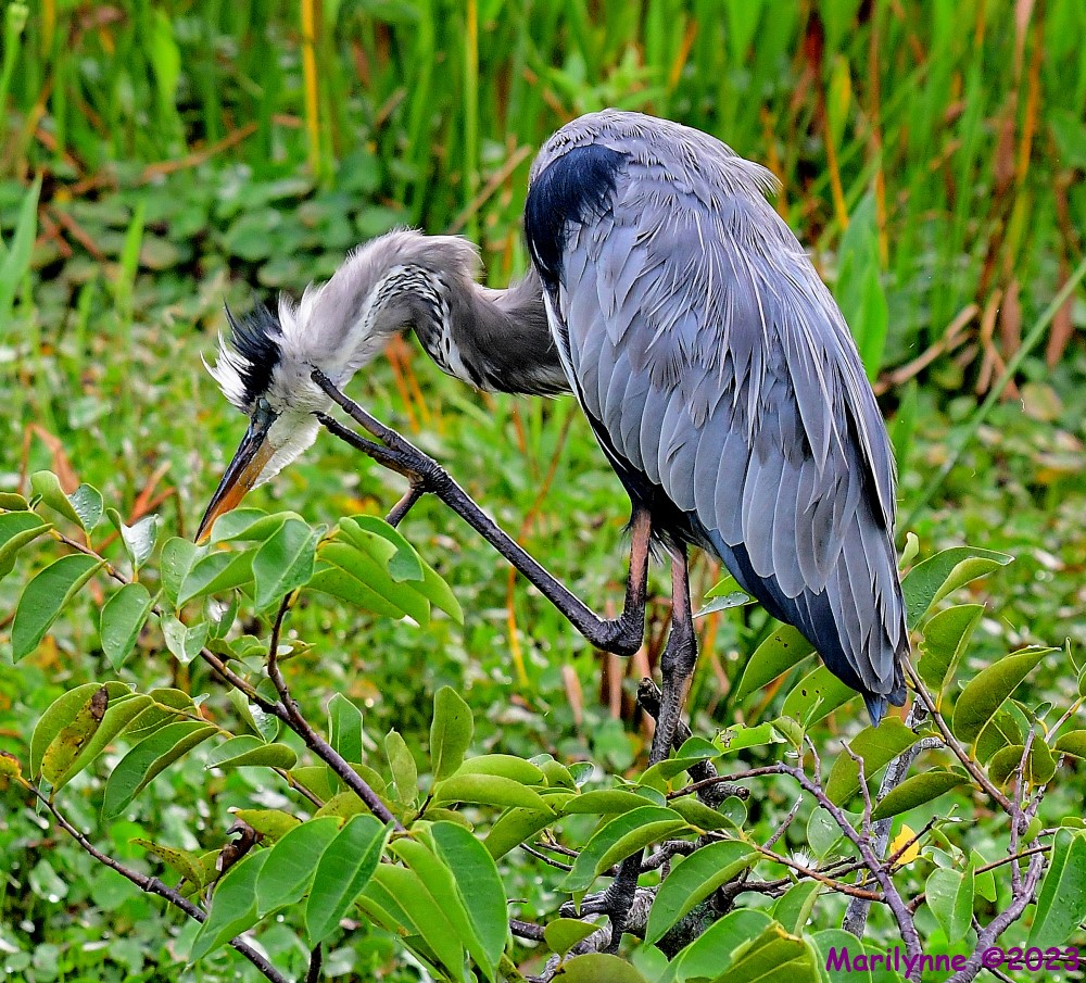 DSC_9587_001.JPG