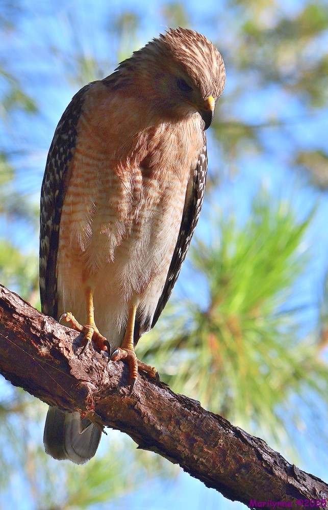 DSC_9593_001.JPG
