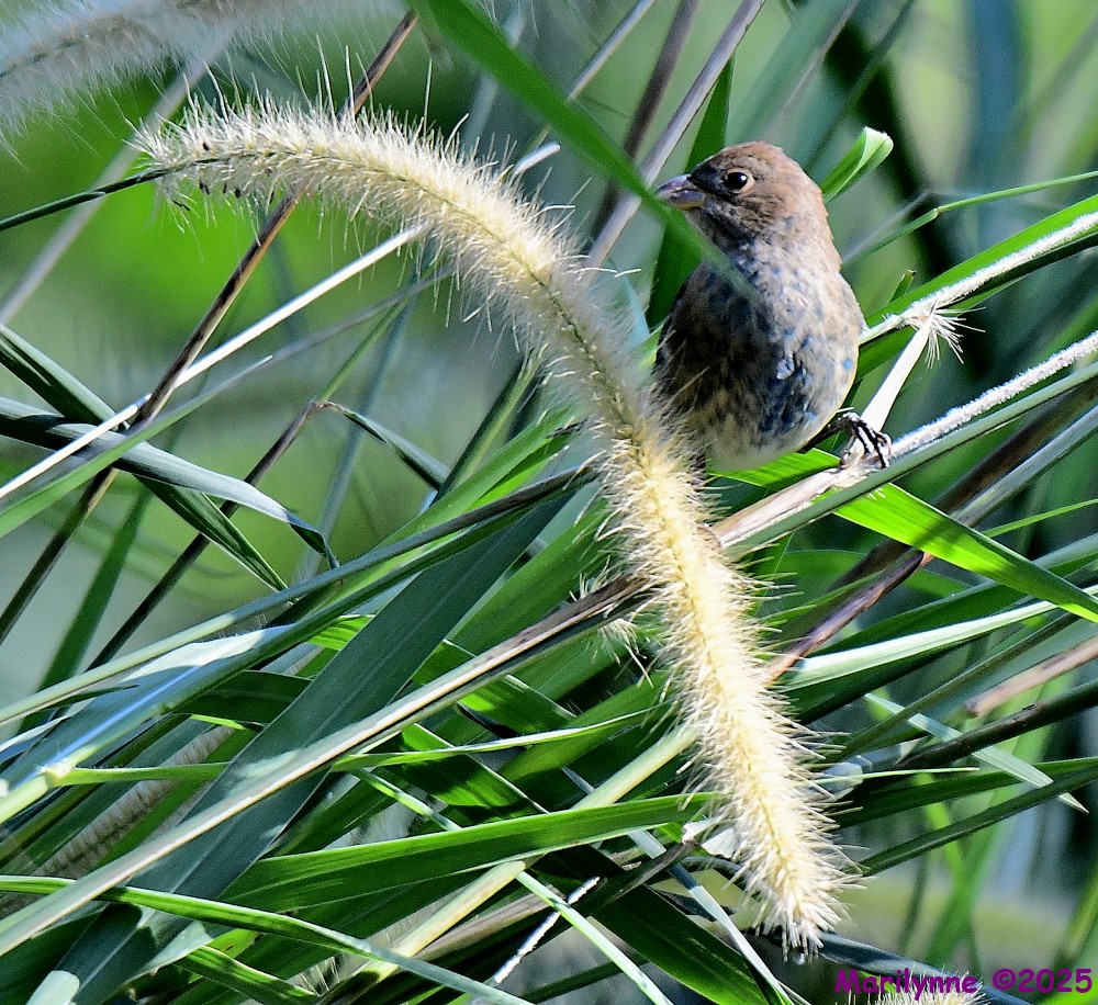 DSC_9594_001.JPG
