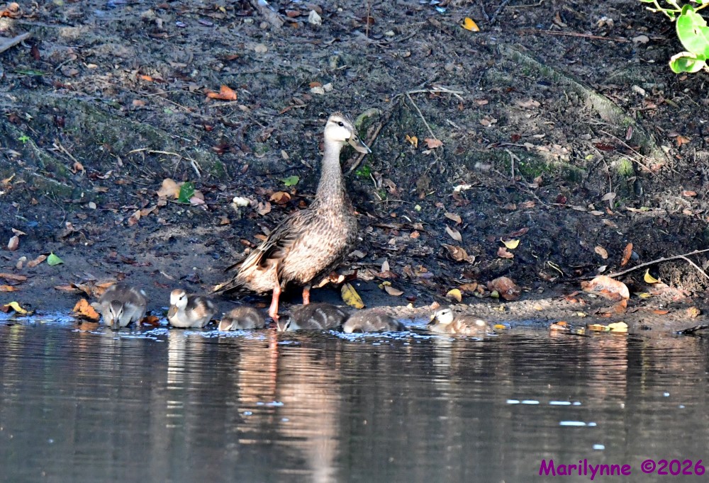 DSC_9595_001.JPG