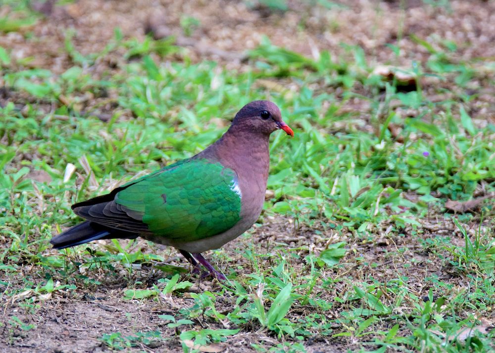 DSC_9596.jpg