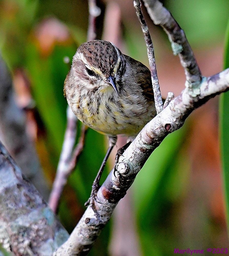 DSC_9596_001.JPG