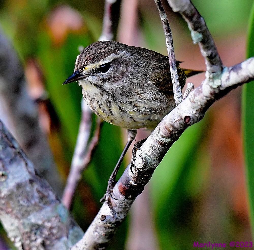 DSC_9597_001.JPG