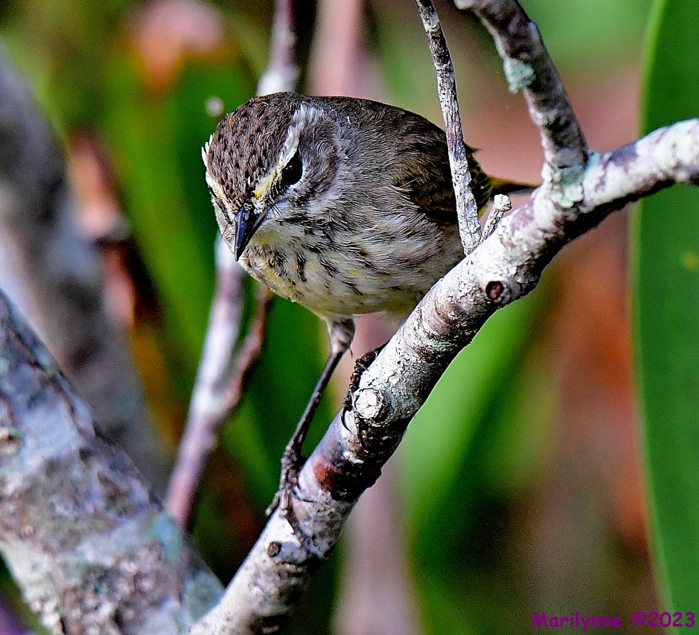 DSC_9598_001.JPG