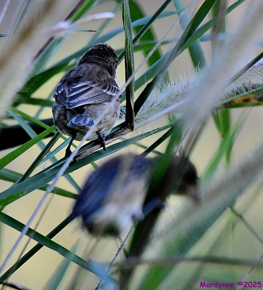 DSC_9598_001.JPG
