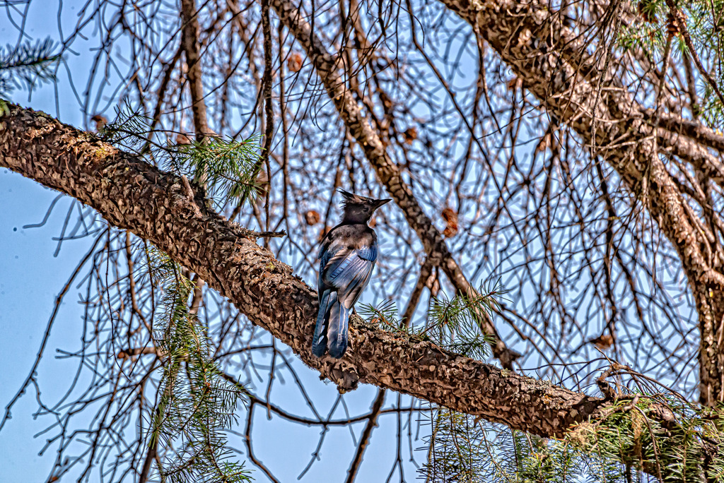 DSC_9600-Edit.jpg