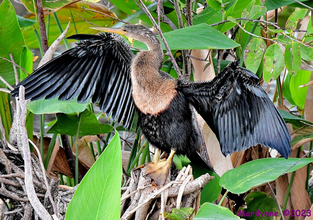 DSC_9603_001.JPG